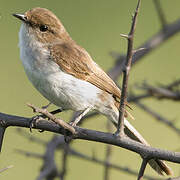 Marico Flycatcher