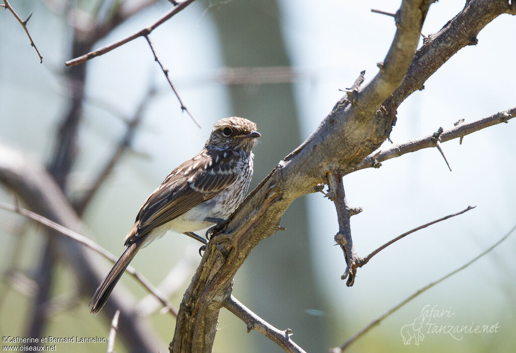 Marico Flycatcherjuvenile, identification