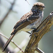 Marico Flycatcher