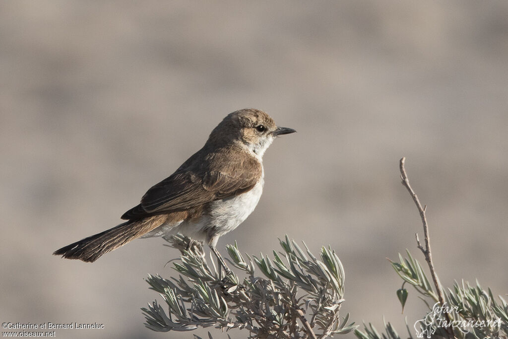 Gobemouche du Maricoadulte, identification