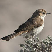 Marico Flycatcher