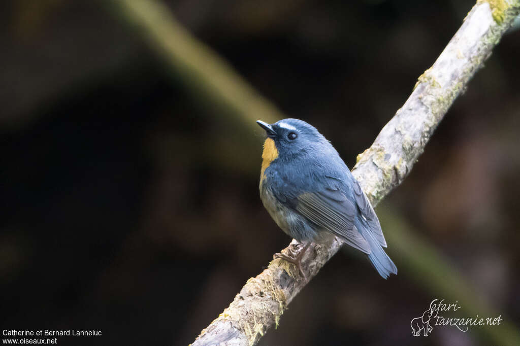 Snowy-browed Flycatcher male adult, identification