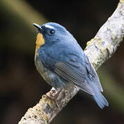 Snowy-browed Flycatcher