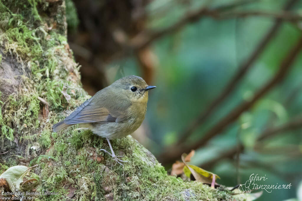 Snowy-browed Flycatcher female adult, identification