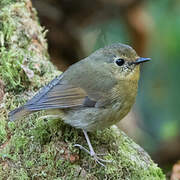 Snowy-browed Flycatcher