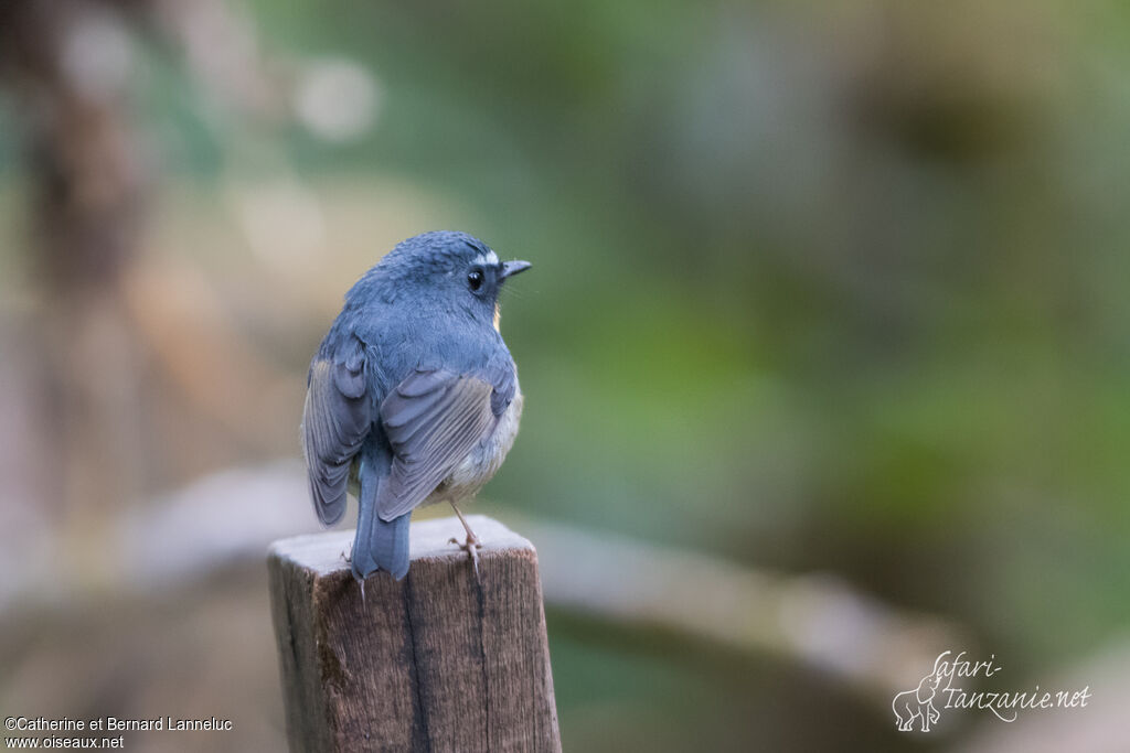 Snowy-browed Flycatcher male adult