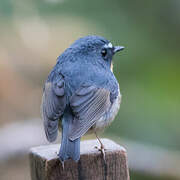 Snowy-browed Flycatcher