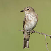 Spotted Flycatcher