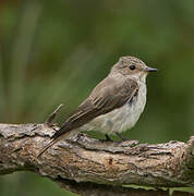 Spotted Flycatcher