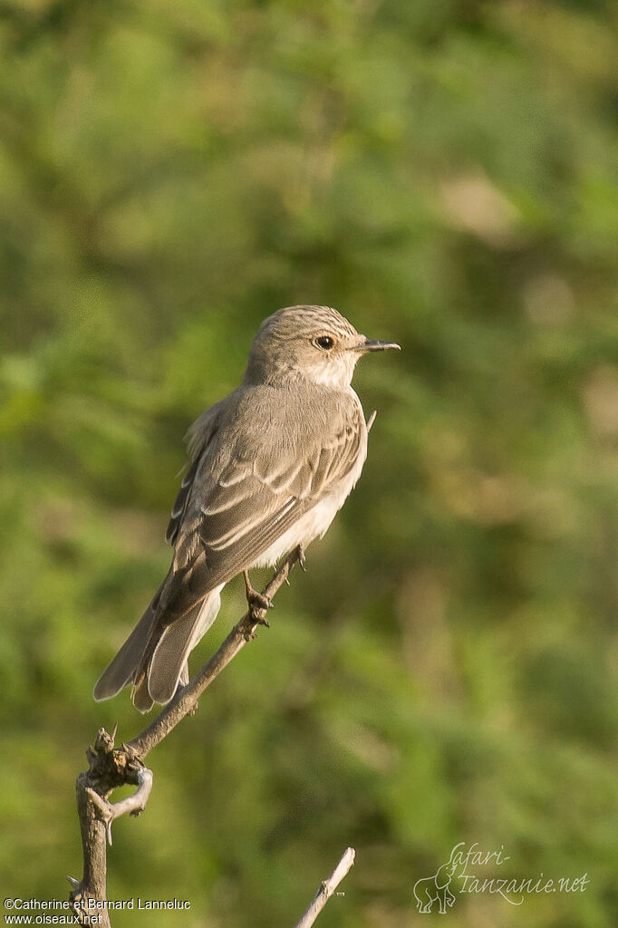 Spotted Flycatcheradult, identification