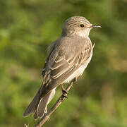 Spotted Flycatcher