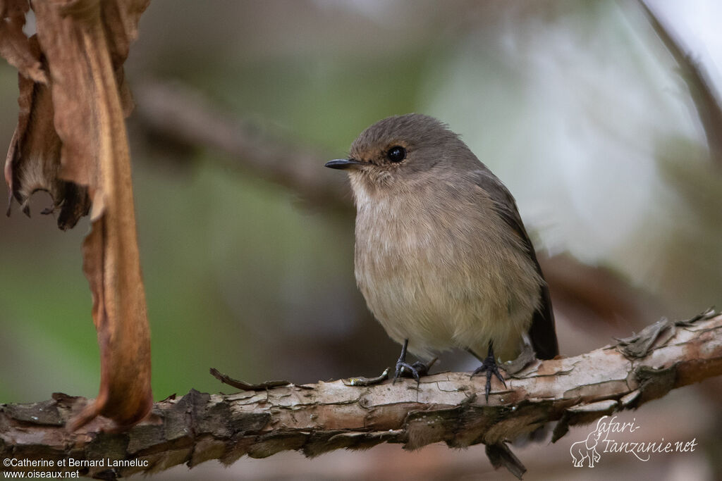 African Dusky Flycatcheradult