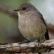 African Dusky Flycatcher