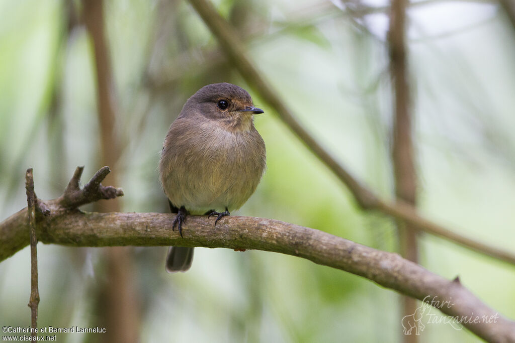 African Dusky Flycatcheradult