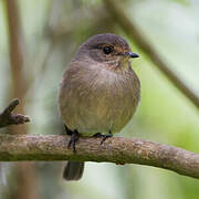 African Dusky Flycatcher