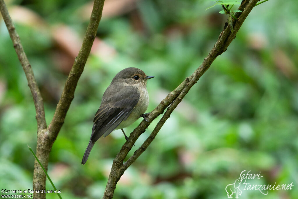 African Dusky Flycatcheradult, identification