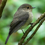 African Dusky Flycatcher