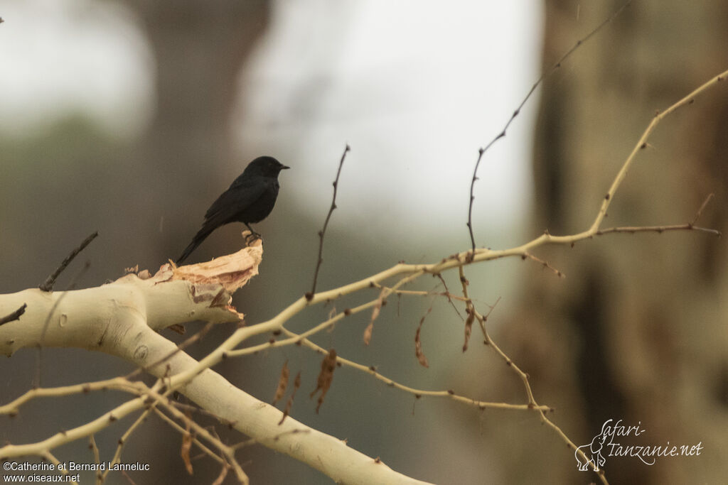 Southern Black Flycatcheradult