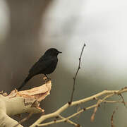 Southern Black Flycatcher