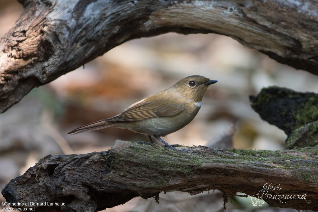 Gobemouche sundara femelle adulte, identification