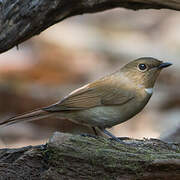 Rufous-bellied Niltava