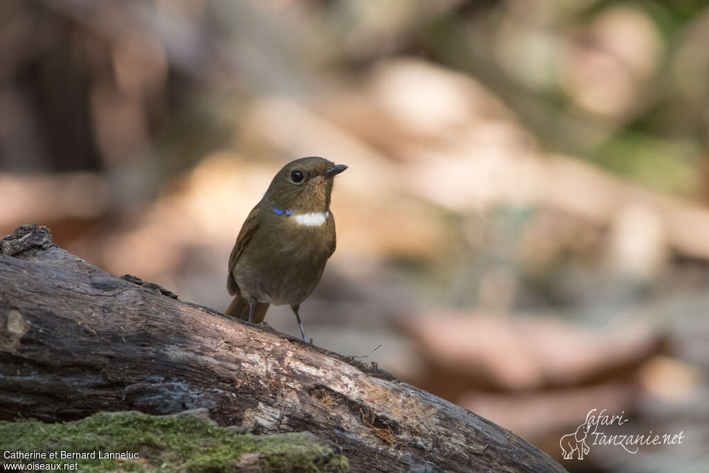 Rufous-bellied Niltava female adult, close-up portrait