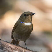 Rufous-bellied Niltava