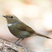 Rufous-bellied Niltava