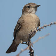 Chat Flycatcher