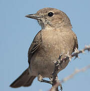 Chat Flycatcher