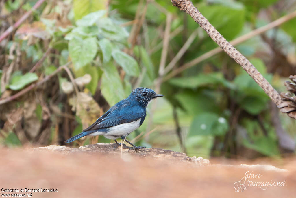 Ultramarine Flycatcher male adult, moulting, pigmentation