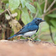 Ultramarine Flycatcher