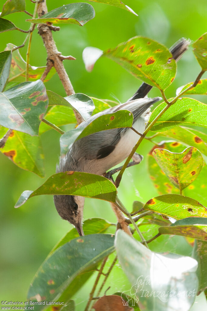 Tropical Gnatcatcher female