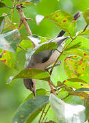 Tropical Gnatcatcher