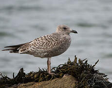 European Herring Gull