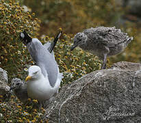 European Herring Gull