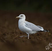 European Herring Gull