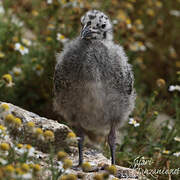 European Herring Gull