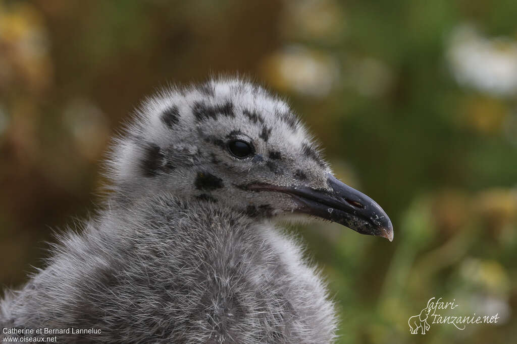 European Herring GullPoussin, close-up portrait