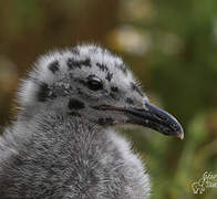 European Herring Gull