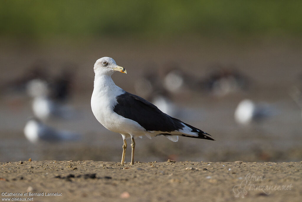 Lesser Black-backed Gulladult post breeding