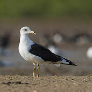 Lesser Black-backed Gull