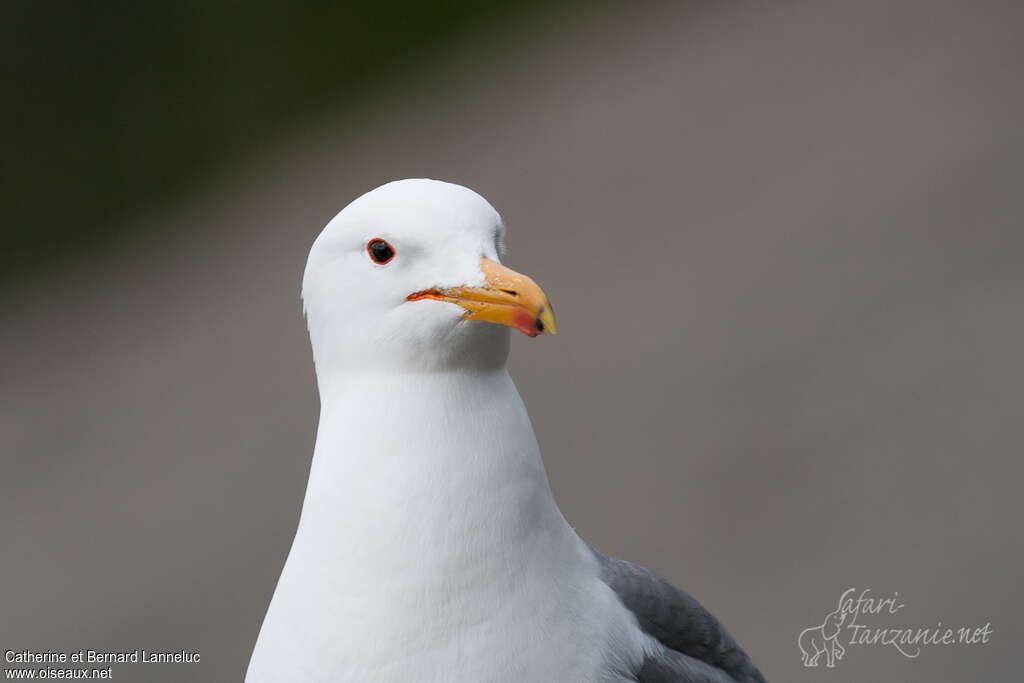 California Gulladult breeding, close-up portrait