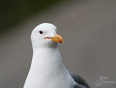 California Gull