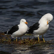 Kelp Gull