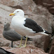 Kelp Gull