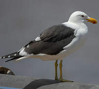 Kelp Gull