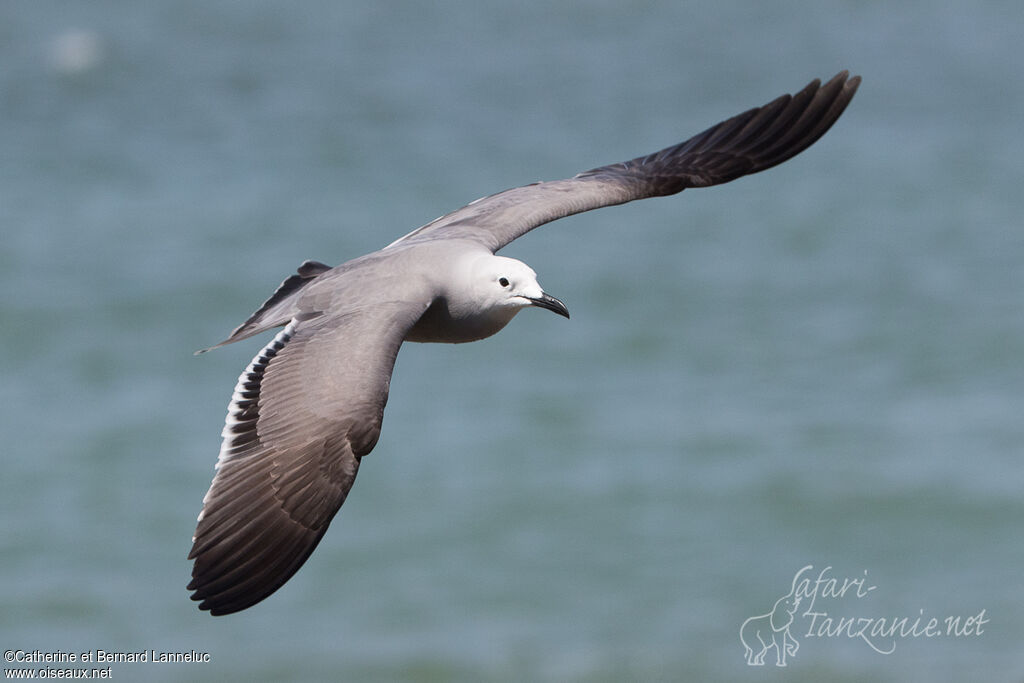 Grey Gulladult, Flight