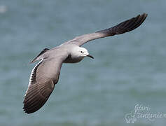 Grey Gull