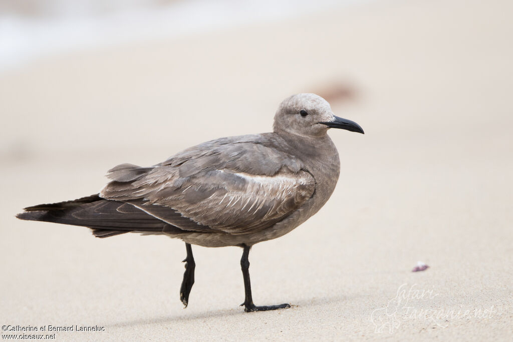 Goéland gris1ère année, identification